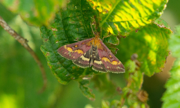 2020 08 11 Mint Moth Bernwood Meadows Oxfordshire_Z5A7449