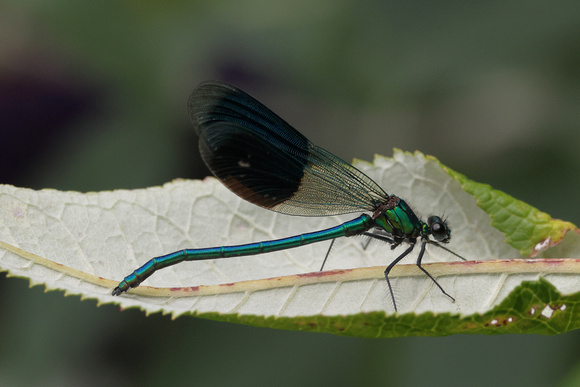 2024 07 15 Banded Demoiselle Holt Country Park Norfolk_81A5101