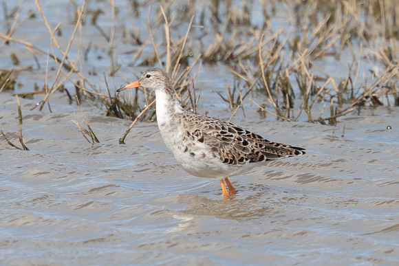 2024 03 27 Ruff Cley Marshes Norfolk_81A4536