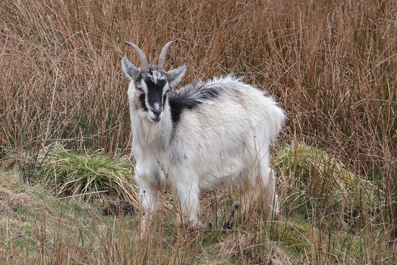 2024 04 06 Feral Goat Findhorn Valley Scotland_81A6070