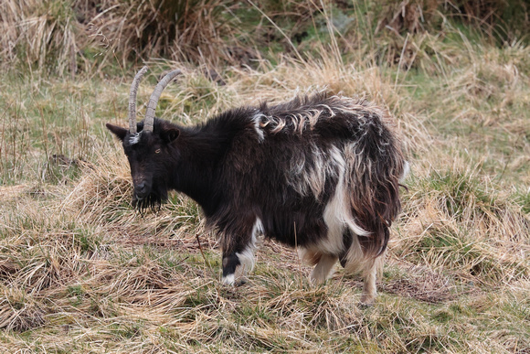 2024 04 06 Feral Goat Findhorn Valley Scotland_81A6062