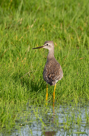 2020 10 31 Lesser Yellowlegs Cley Marshes Norfolk_Z5A2750