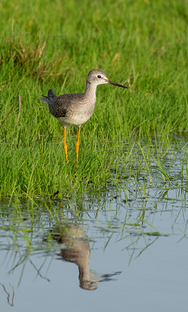 2020 10 31 Lesser Yellowlegs Cley Marshes Norfolk_Z5A2778