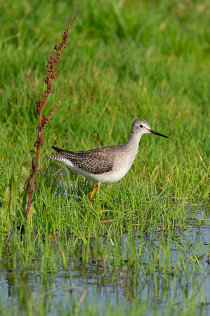2020 10 31 Lesser Yellowlegs Cley Marshes Norfolk_Z5A2892