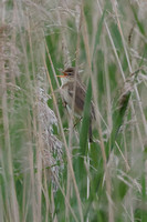 2025 05 30 Marsh Warbler Weybourne Norfolk_81A8199