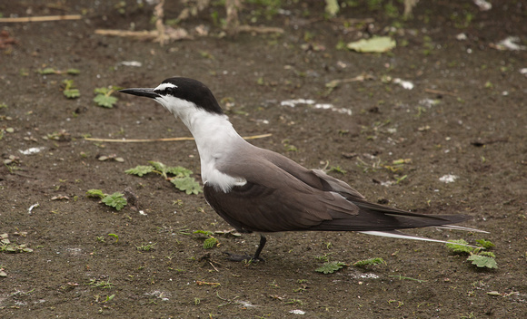 Bridled Tern Northumberland_Z5A4717