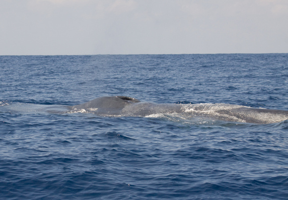Blue Whale Sri Lanka_MG_9986