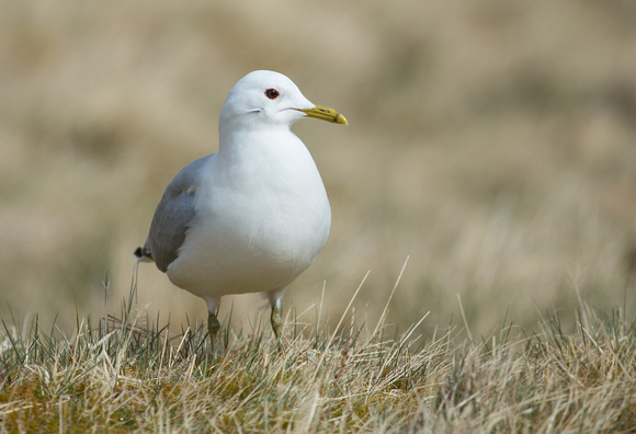 2015 04 11 Common Gull Findhorn Valley Scotland_Z5A4755