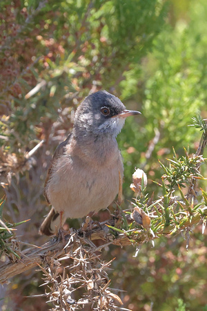 2024 07 10 Spectaced Warbler Parque Ecologico Funchal Madeira_81A4207