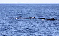 Humpback Whales USA IMG_6468