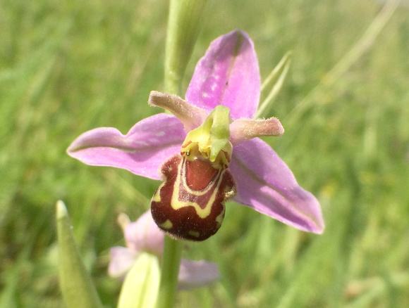 Bee Orchid Norfolk!cid_0B9B25D3-26EE-4684-BA8E-039539548267