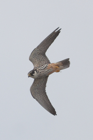 2025 05 14 Hobby Hickling Norfolk_81A1903