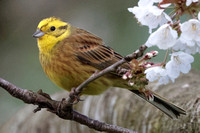 2025 04 13 Yellowhammer Loch Spynie Moray Scotland_81A9733