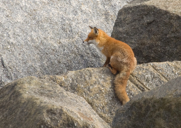 Red Fox Norfolk_MG_0442