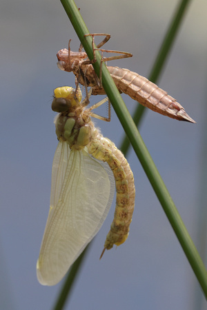 2024 07 17 Emperor Dragonfly Holt Country Park Holt Norfolk_81A5531