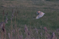 2025 03 09 Barn Owl Cley next the Sea Norfolk_81A0745