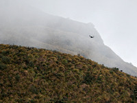 Andean Condor   Ecuador IMG_3852