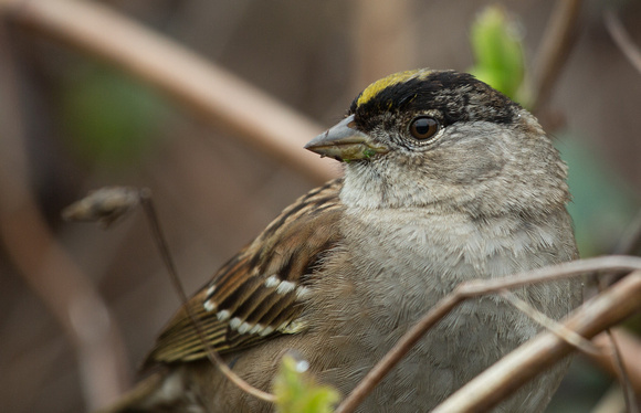 Golden Crowned Sparrow California_Z5A4693