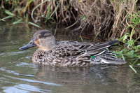 2024 12 23 Teal Cley Marshes Cley Next the Sea Norfolk_81A4761