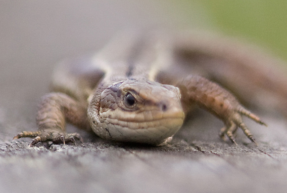 Common Lizard Norfolk_MG_1370