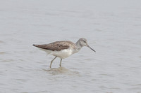 2025 05 02 Greenshank Cley Marshes Norfolk_81A5096