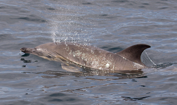 Common Dolphin Scotland_Z5A7072