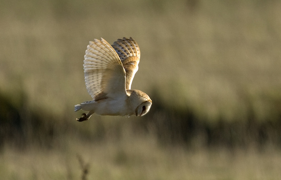 Barn Owl Norfolk_MG_8768