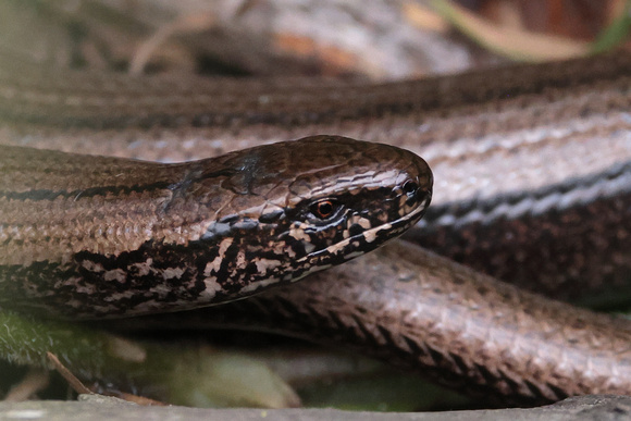 2024 07 15 Slow Worm Holt Country Park Norfolk_81A5230