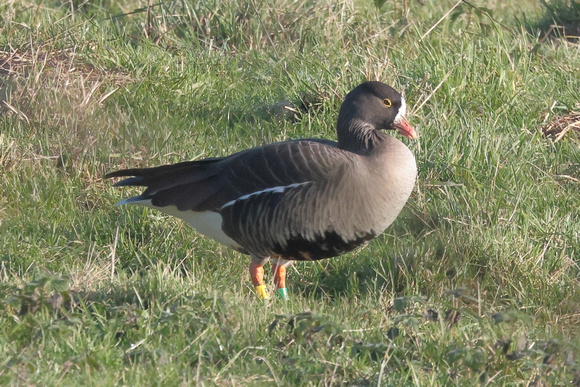 2025 02 02 Lesser Whitefronted Goose Wild Ken Hill Snettisham Norfolk_81A4085