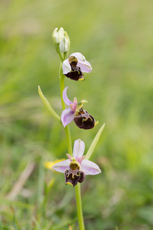 2022 06 02 Late Spider Orchid Kent_Z5A3174