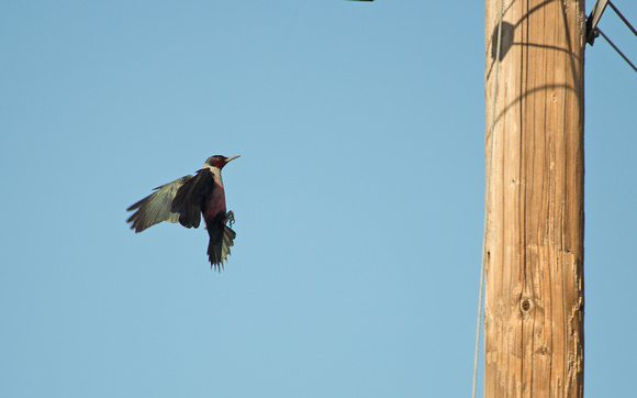 Lewis's Woodpecker  California_Z5A5654