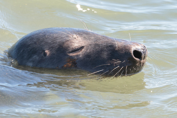 2024 08 11 Grey Seal Scrooby Sands Norfolk_81A0452