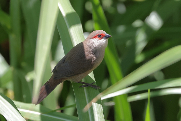 2024 07 10 Common Waxbill Machico Madeira_81A4904