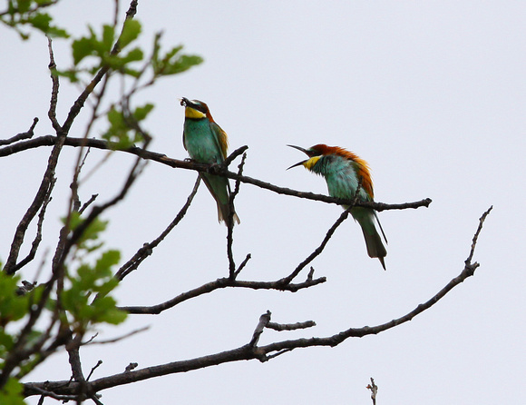 Bee Eaters France IMG_6534