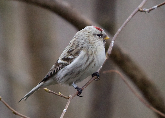 Coues' Arctic Redpoll Norfolk _MG_9388