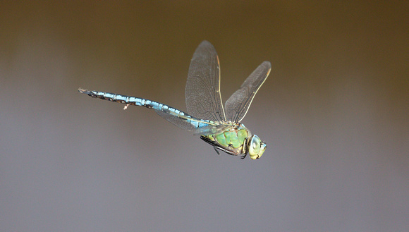 2022 06 16 Emperor Dragonfly Stoborough Heath Nature Reserve Dorset_Z5A5919