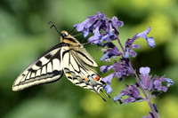 2025 05 30 Swallowtail Horsey Norfolk_81A6678