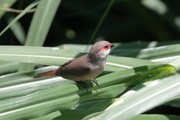 2024 07 10 Common Waxbill Machico Madeira_81A4711