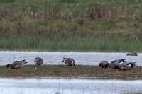 2025 04 21 American Wigeon Salthouse Norfolk_81A3994