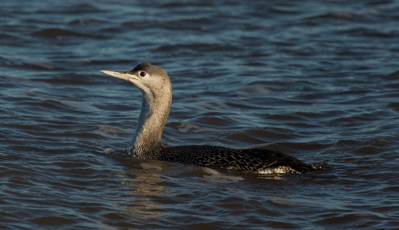 Red throated Diver Norfolk_Z5A5580