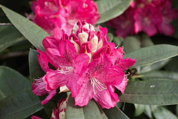 2022 04 20 Rhododendron Wild Ken Hill Heacham Norfolk_Z5A9951