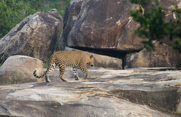 Leopard Print Sri Lanka_MG_2340