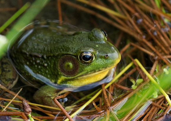 Green Frog Freeport Maine USA_Z5A0546