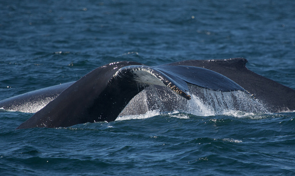 Humpback Whale off Grand Manan Island New Brunswick Canada_Z5A1529