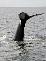Humpback Whale USA IMG_7127