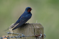 2025 05 02 Swallow Cley Marshes Norfolk_81A5391