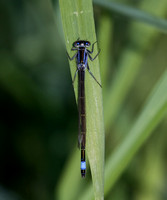 Blue tailed Damselfly Norfolk _MG_9737