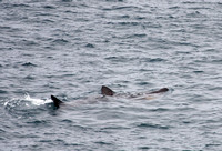 Basking Shark Cornwall_MG_4588