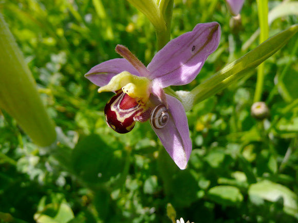 Bee Orchid Norfolk P1050911