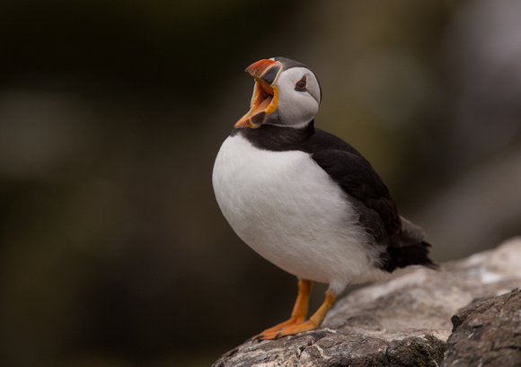 Puffin Northumberland_Z5A4324